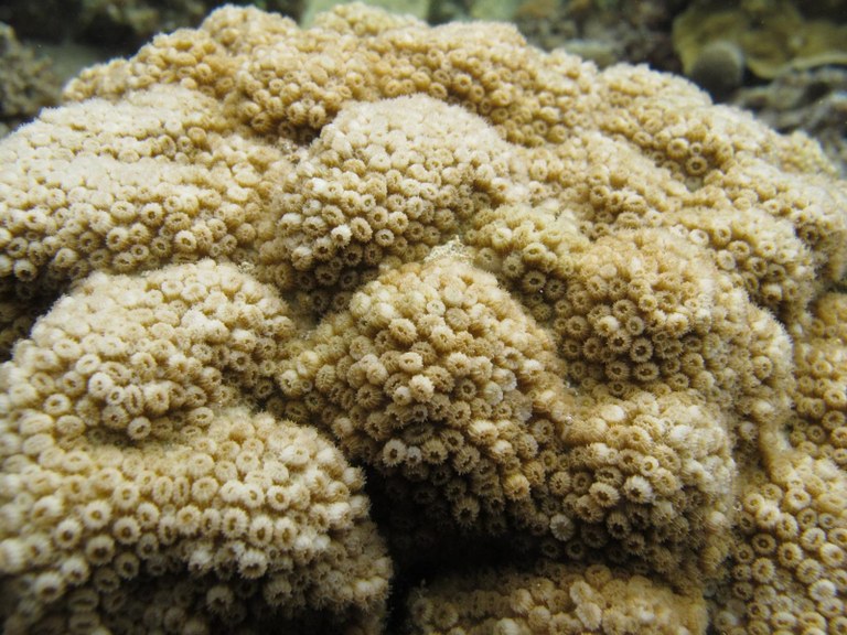 A new Australian hard coral