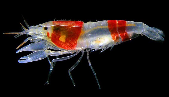 A new Caribbean snapping shrimp