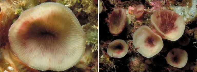 A new cave-dwelling reef coral discovered in the Indo-Pacific