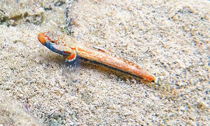 A new freshwater goby that gives any reef fish a run for its money