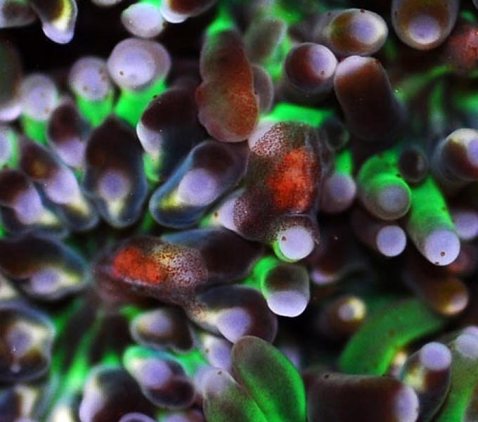 As if we needed another reason to dip and QT new corals
