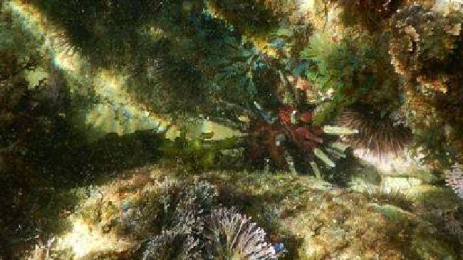 Aussie Navy called in to "defuse" sea urchins