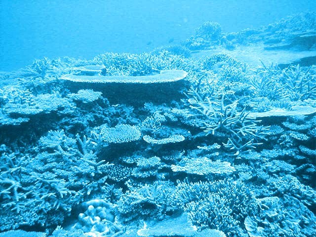 Australia plans its own cryogenic coral bank