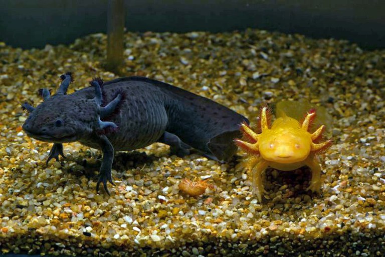 Axolotls are real life gremlins