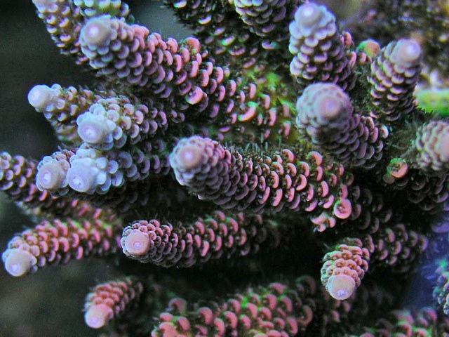Baby corals go where the zooxanthellae roam