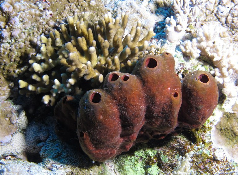 Bacteria in sponges harvest phosphate, clarifying reef waters