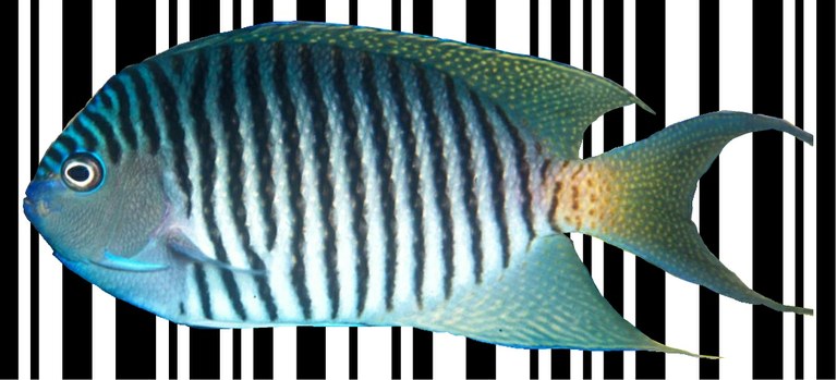 Barcode Scan Your Fish?