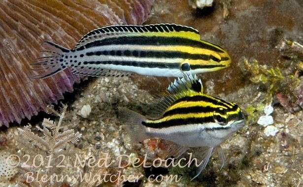 Blenny or Bream: Who can tell?