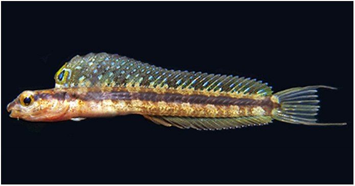 Blennywatcher has a new fangblenny named after him!