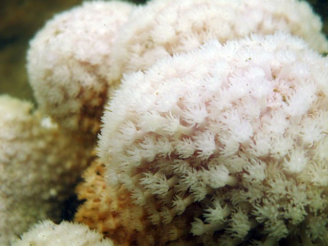 'Blood Test' for sick corals (zooxanthallae to be more accurate)