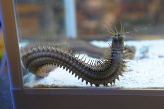 Bobbit worms really are the stuff of nightmares