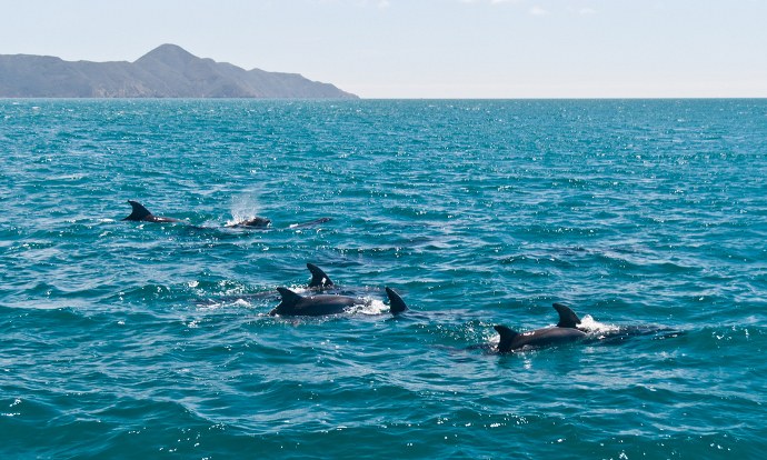 Bottlenose dolphins form social network "Gangs"