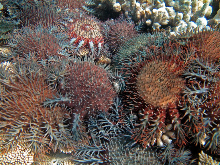 Bounty called for on deadly crown-of-thorns starfish
