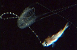 Box jellyfish fish for their food
