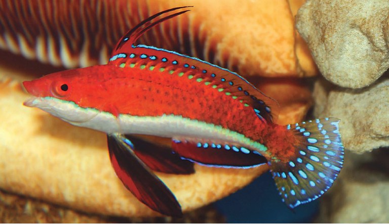 Breaking up the spike-fin fairy wrasse "family" - Two new fairy wrasse species