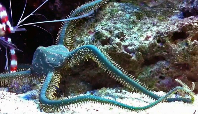 Brittle stars are covered with thousands of light sensors