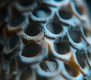 Building better artificial bones with fish scales