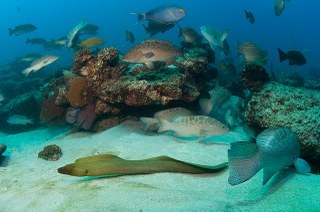 Cabo Pulmo National Park is the most robust marine reserve in the world, thanks to fishing ban