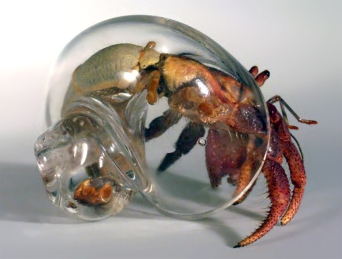 Calling all hermit crab exhibitionists: Hand-blown Glass Shells!
