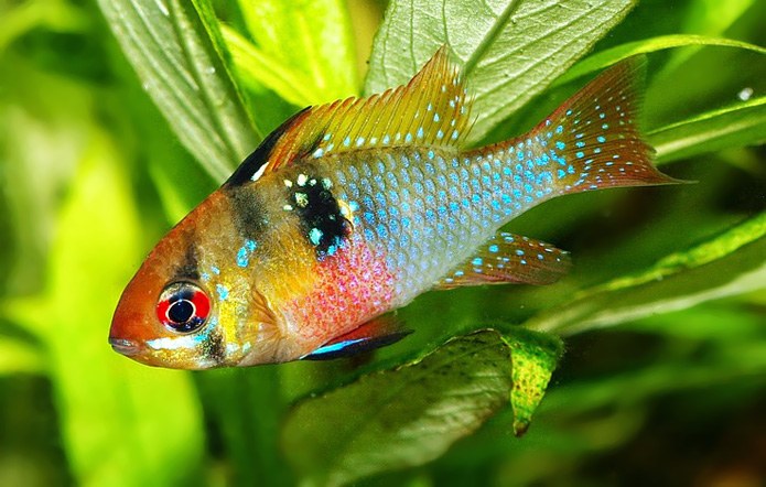 Can you get fish high on marijuana ?