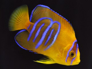 Captive-bred Clarion Angels are now available