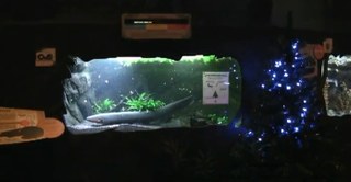 Celebrate this Christmas season with an electric-eel-controlled Christmas tree 