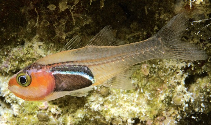 Cercamia melanogaster is your newest described cardinalfish