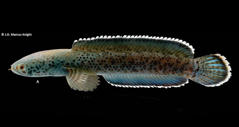 Channa pardalis: a new snakehead species