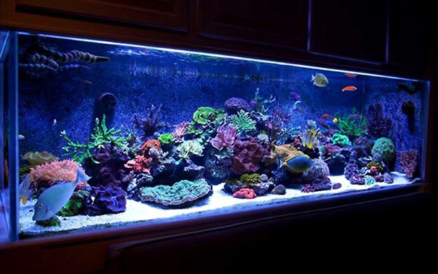Chris Ozment's 435 Gallon Reef Display