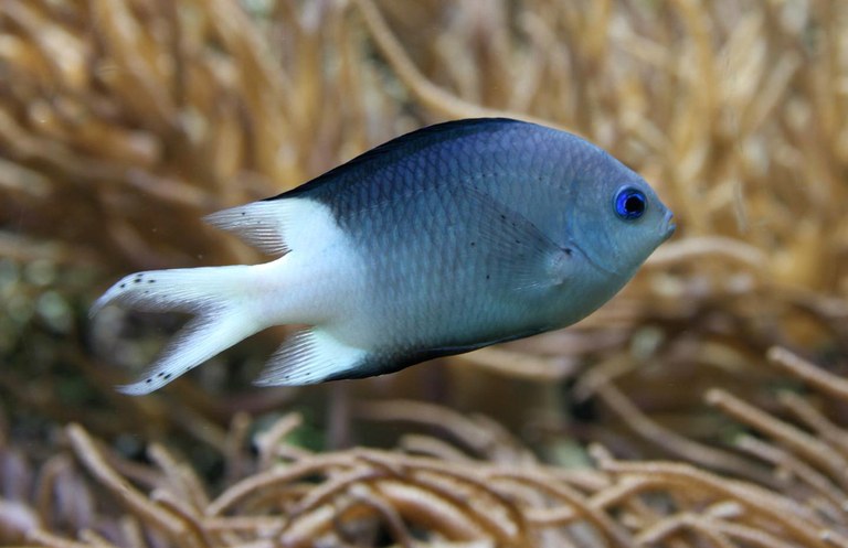 Chromis may adapt to acidification by modulating their biological clocks