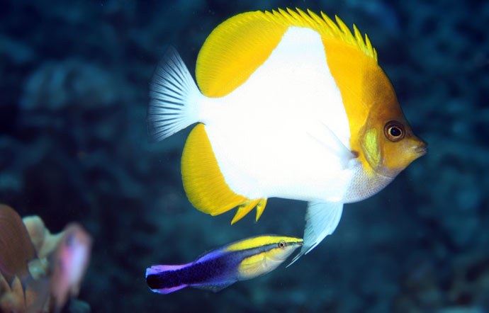 Cleaner wrasses and the science of voyeurism