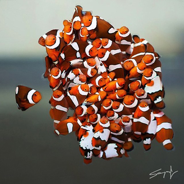 "Clownfish are social animals" is an understatement