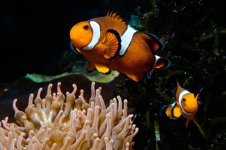Clownfish are the sea's finalists for "Fathers of the Year"