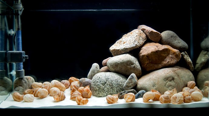 Come into your shell with shell-dwelling cichlids 