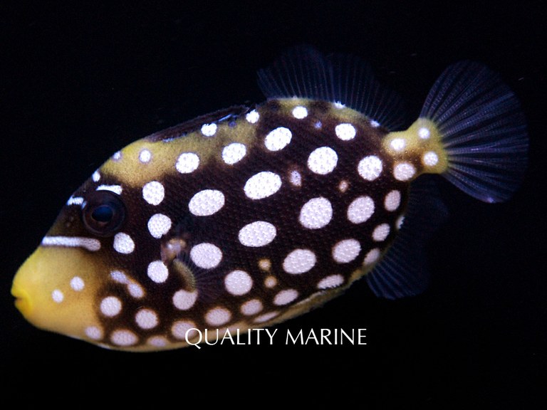 Commercially Raised Clown Triggerfish available now
