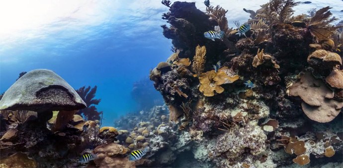 Comprehensive study finds reefs have a chance to rebound if we act