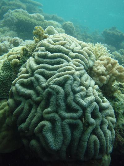 Conservationists develop coral 'stress test' to identify reefs of hope in climate change era