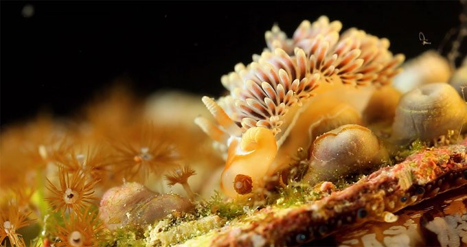 Coral Morphologic's magical half-hour-long reef video and your chance to help coral reefs