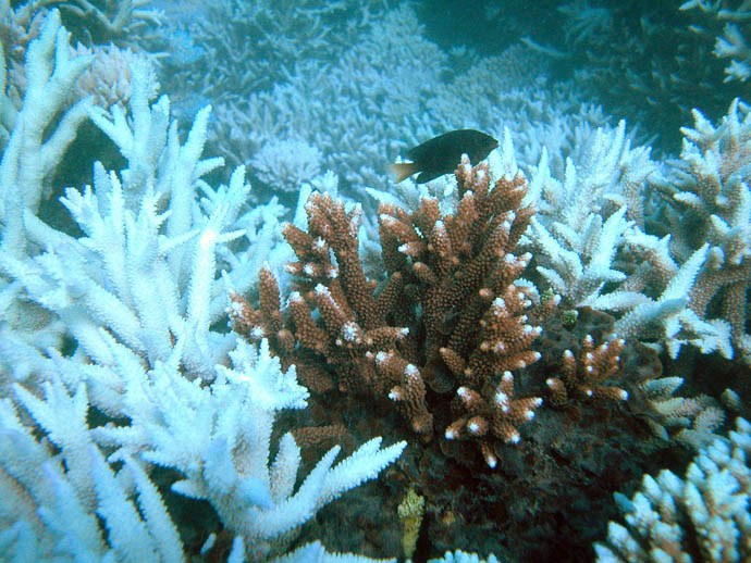 Coral Reef Winners & Losers in a Warmer World