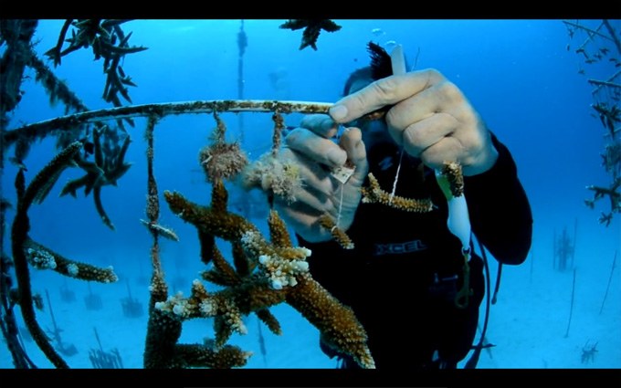 Coral Restoration Foundation credits aquarists for conservation success