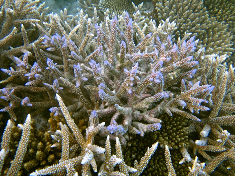 Coral skeletons may play an important role for their resistance to bleaching