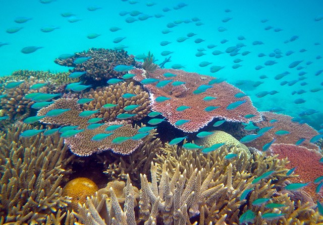 Corals 'could survive a more acidic ocean'