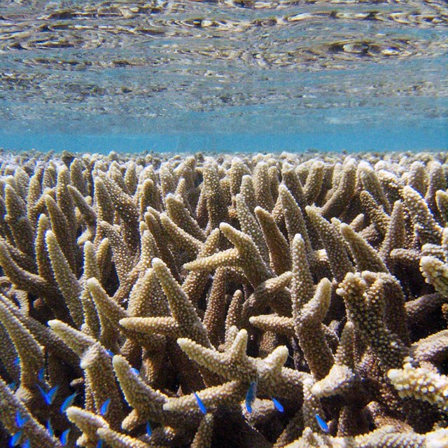 Corals generate chemicals that may actually manipulate weather
