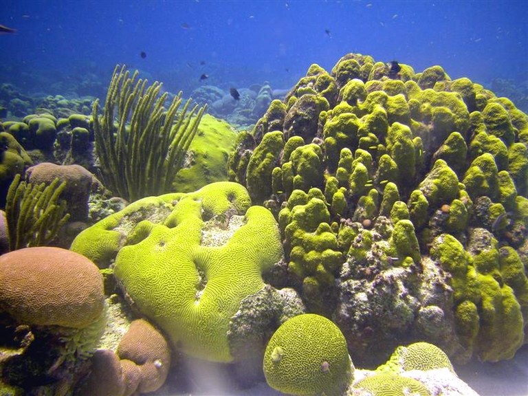 Could a Coral Reef Cyanobacterium Aid Treating Serious Bone Fractures and Disease in Humans?