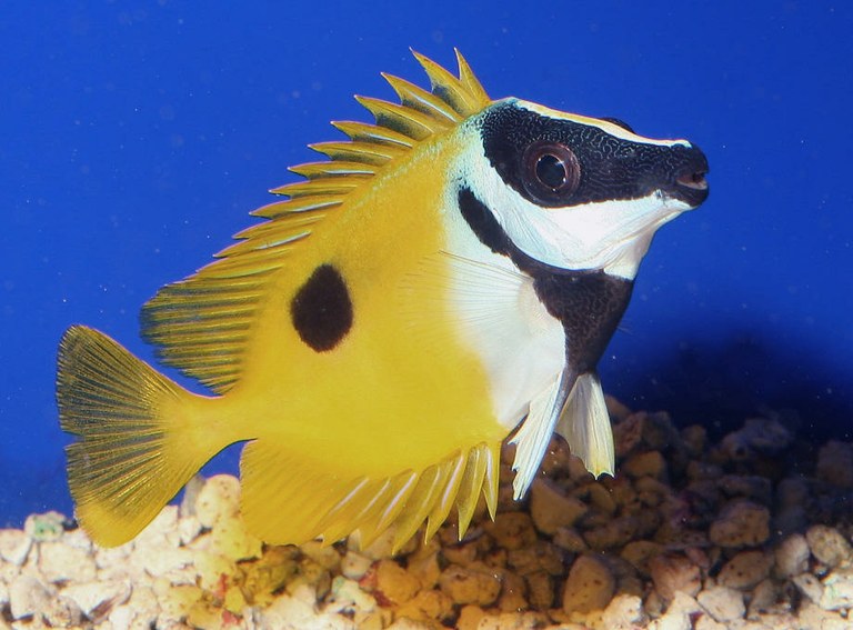 Crud!  Indo-Pacific Foxface observed in Florida's reefs