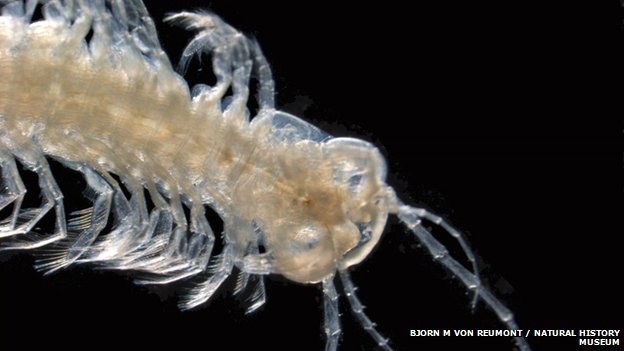 Crustacean first: a new venomous species is found