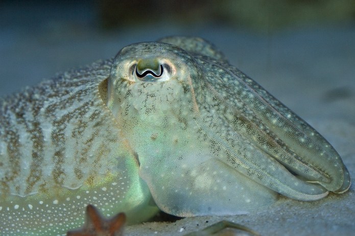 Cuttlefish have HD polarized vision