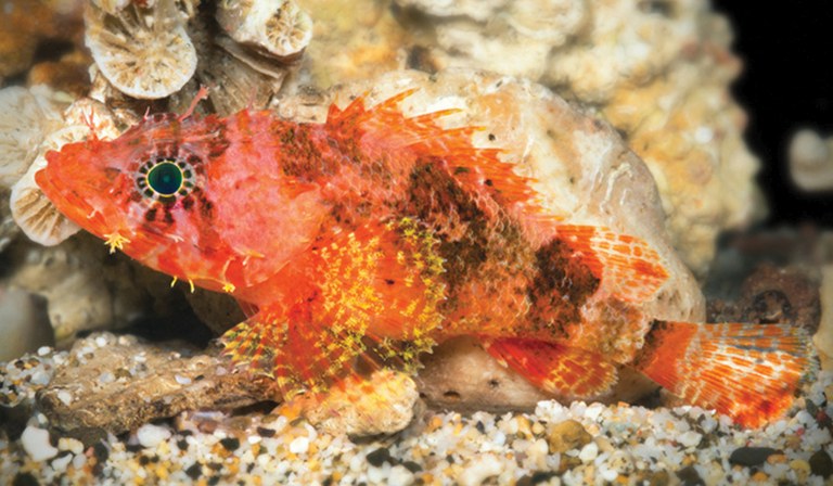 Deadly beauty: A new deep-water scorpionfish