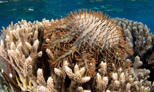 Death Stars devastating corals in French Polynesia