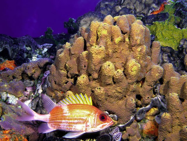 Deep refuge ‘can help save our reefs’
